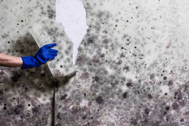 Best Office Mold Removal Services  in Arden Arde, CA