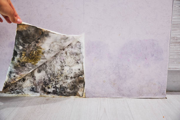 Best Fast Mold Removal  in Arden Arde, CA
